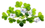 bacopa monnieri